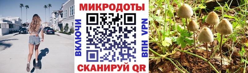 Псилоцибиновые грибы Psilocybe  Суздаль 